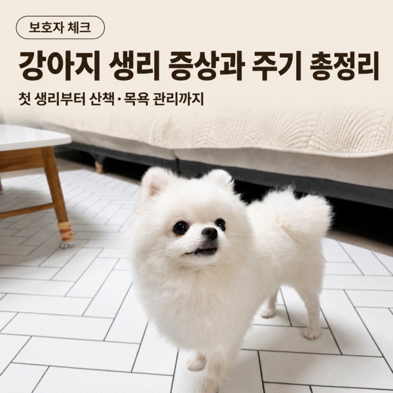 강아지 생리 증상과 주기 총정리｜첫 생리부터 산책·목욕 관리까지