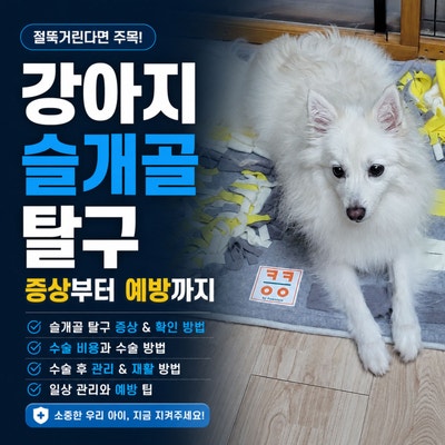 강아지 슬개골 탈구 증상과 수술비용과 수술 후 관리는? 다리절뚝 뒷다리 이상 확인과 예방