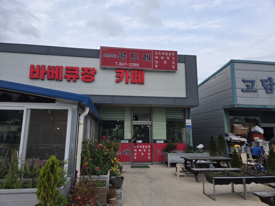 이른아침곤드레 사진 5