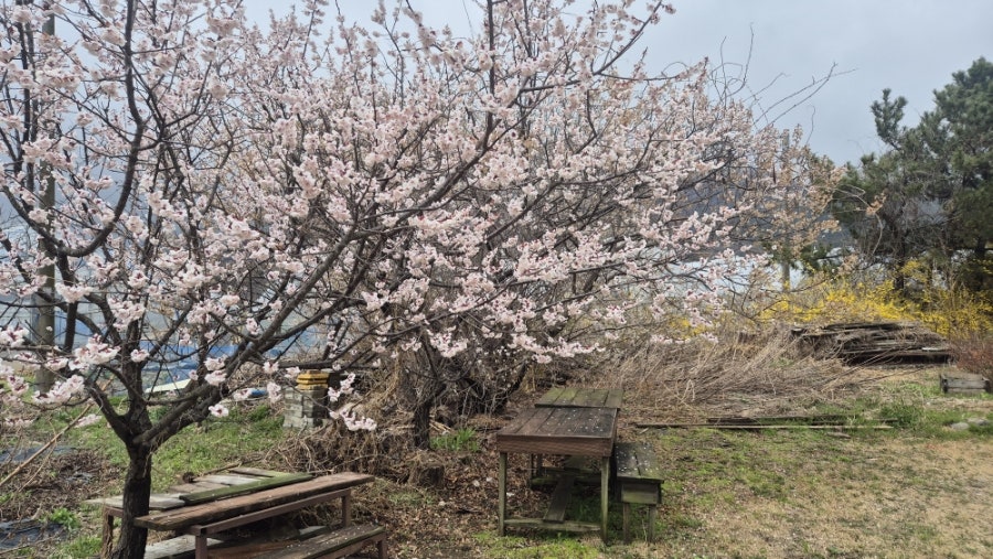 배꽃집 사진 1