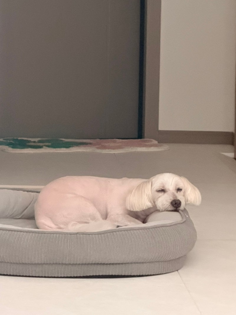[노견일기 4]강아지 신부전증 관리하기