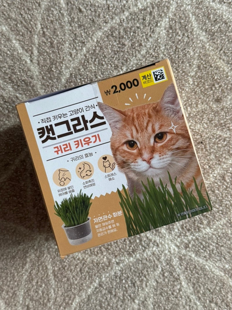 다이소 캣그라스 키우기