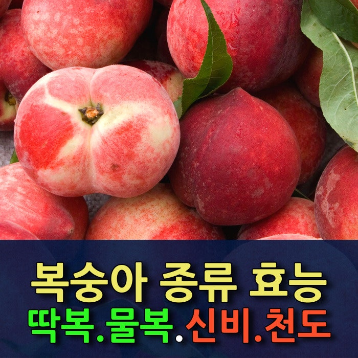 복숭아 제철 털복숭아 딱복 물복, 털없는 신비 천도 복숭아 효능 알레르기 정리