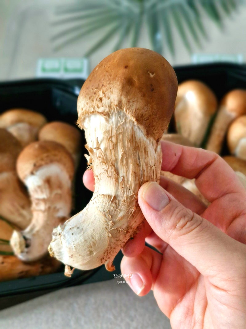참송이버섯 손질 보관 송이버섯 맛있게 먹는법