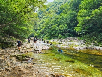 가리산 잣나무숲 사진 4