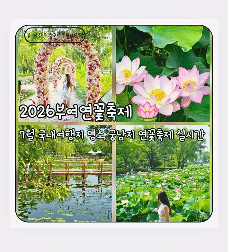 2026 부여서동연꽃축제 기간·주차장·사진명당 궁남지 야경 총정리