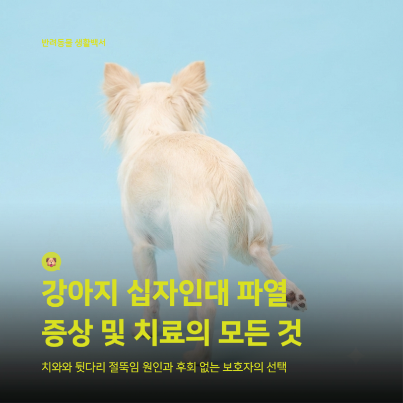 강아지 십자인대 파열 가이드: 비수술적 보존 재활 치료 vs 외과적 수술 교정 선택 기준