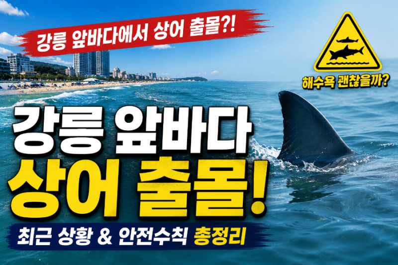강릉 앞바다 상어 출몰! 해수욕 괜찮을까? 최근 상황과 안전수칙 총정리
