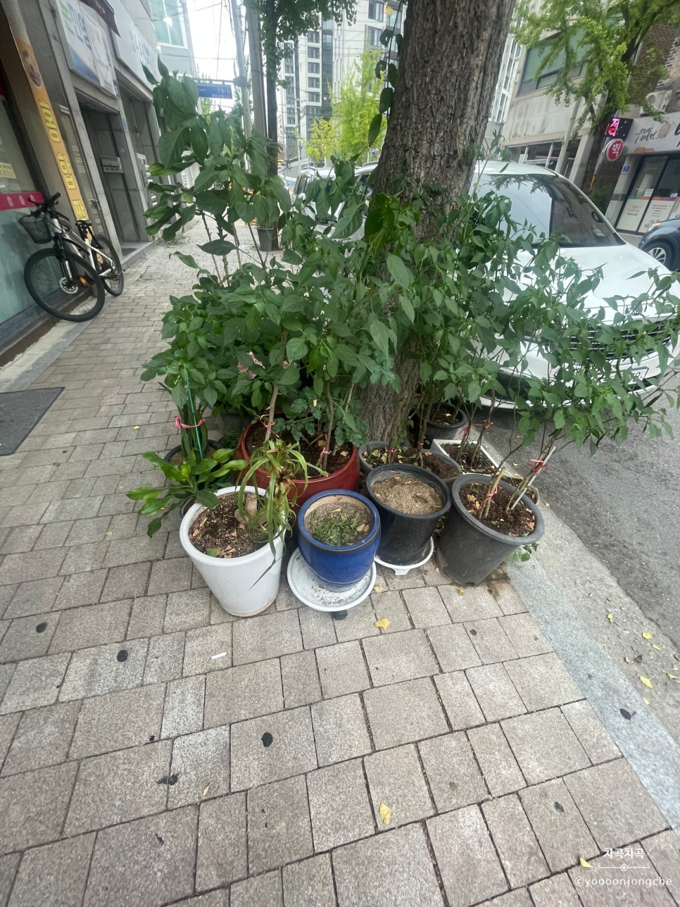 태풍화 사진 4