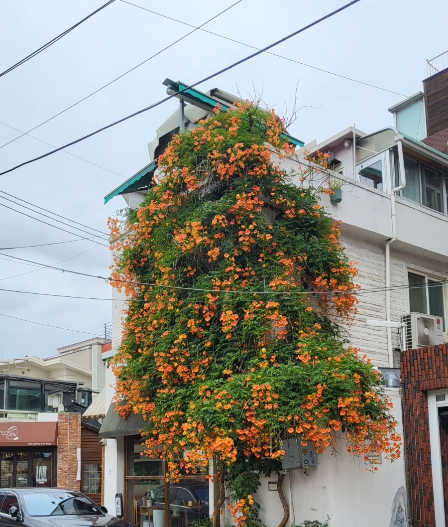봉파레트 사진 5