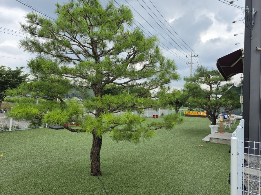 구미도그 사진 3