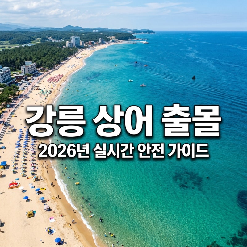 강릉 앞바다 상어 출몰 주의보! 경포 안목 해수욕장 안전 수칙 총정리