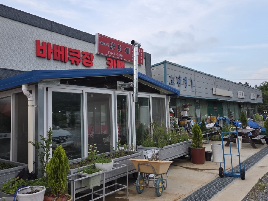 이른아침곤드레 사진 2