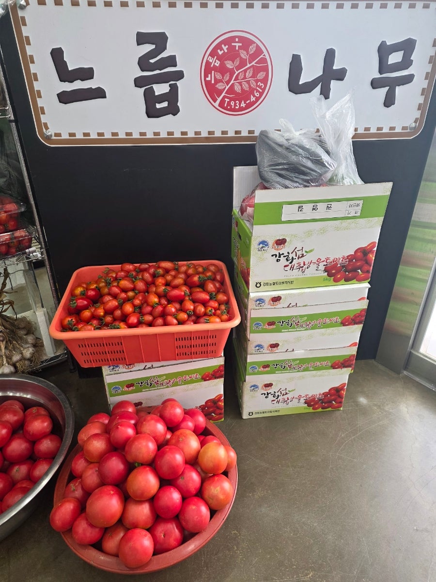 느릅나무 사진 6