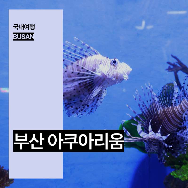 해운대 아쿠아리움 할인 부산 해운대 실내 놀거리