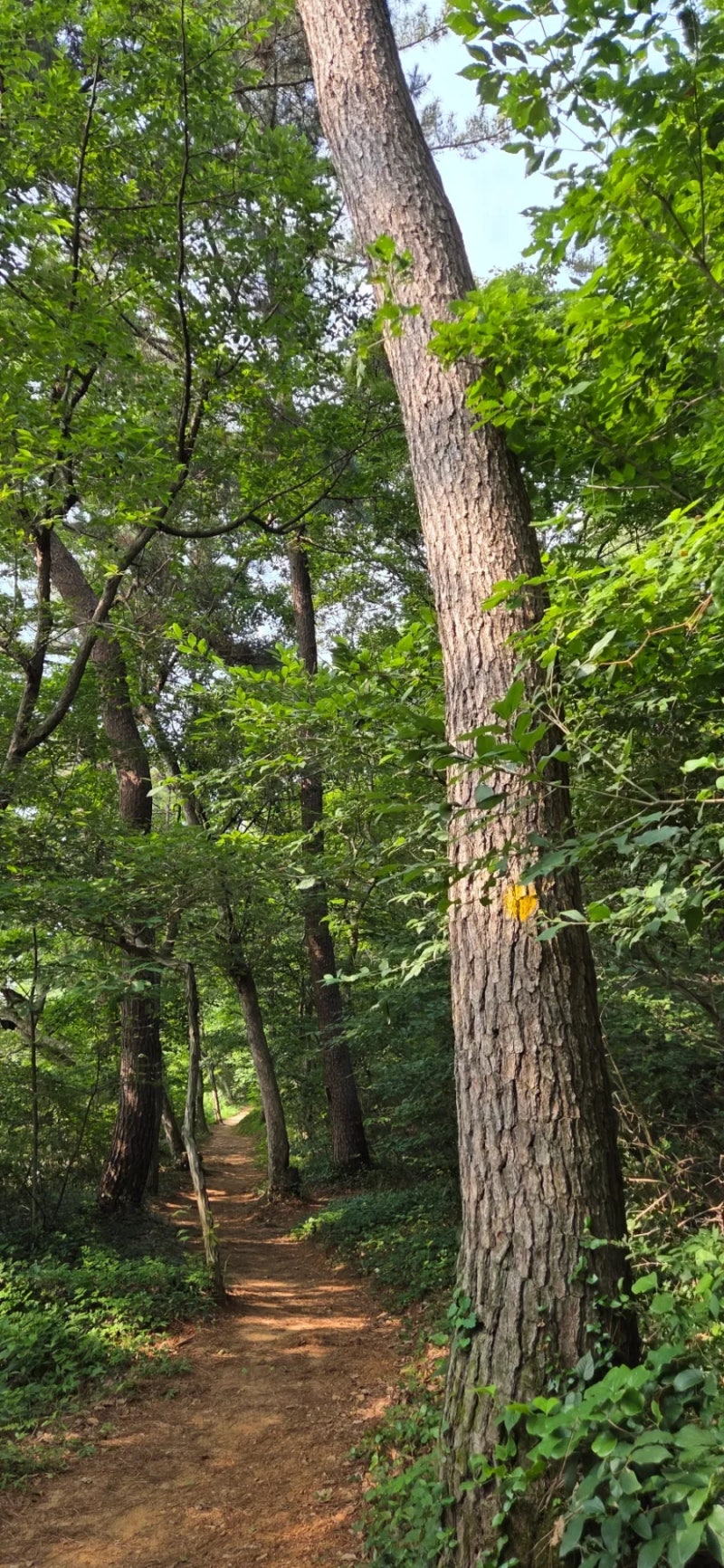 (전북특별자치도) 군산호수 청암산 둘레길 청암산(119m)
