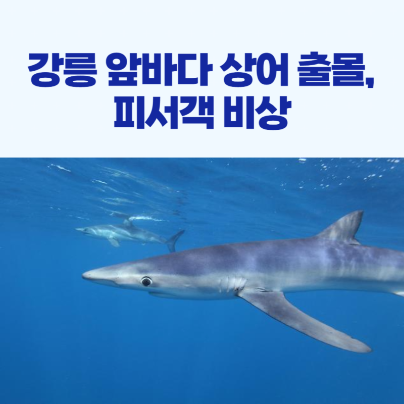 강릉 앞바다 상어 출몰, 해수욕장 피서객 비상!