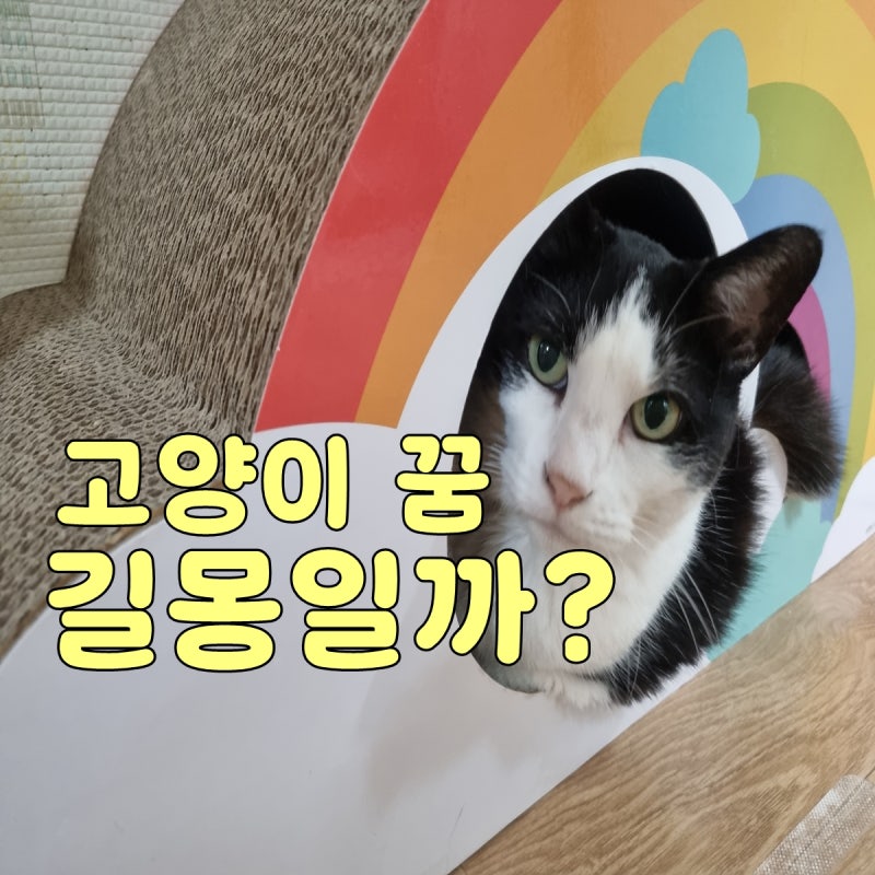 고양이가 집에 들어오는 꿈, 무는꿈, 쓰다듬는 꿈은 어떤 의미일까요?