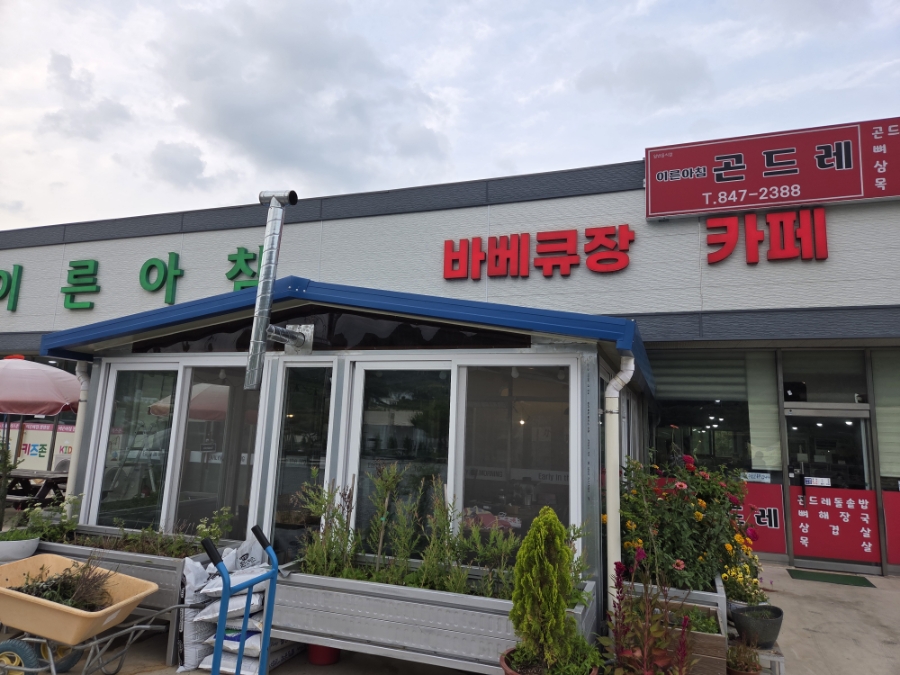 이른아침곤드레 사진 4