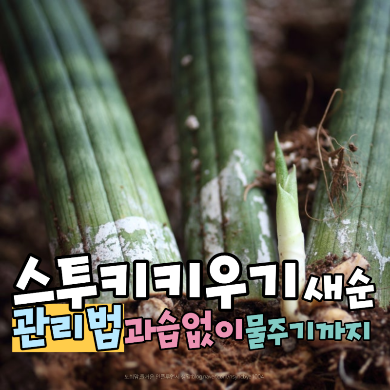 스투키 키우기 과습 없는 물주기 방법과 새순 관리법