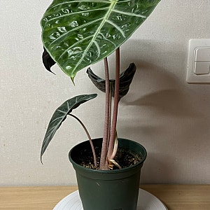 핑크 드래곤 실버 알로카시아