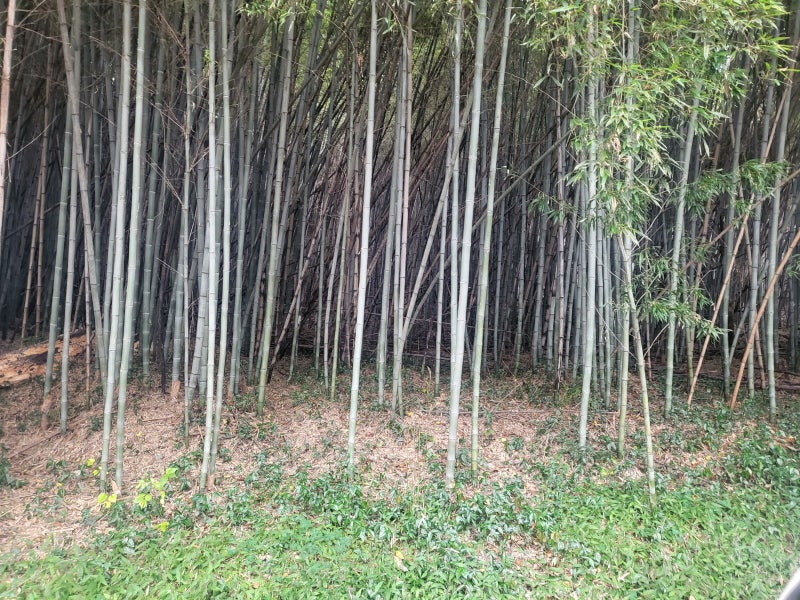 산책코스] 군산시 청암사 둘레길 청암산 군산호수 둘레길 군산 산책코스 옥구 저수지 옥산저....