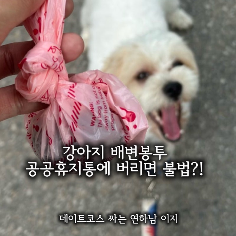 강아지 배변봉투 길거리 공용 휴지통에 버리면 불법일까?