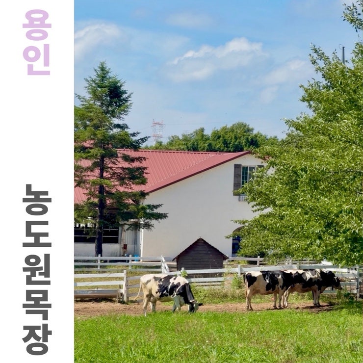용인 농도원목장 아이와 목장체험 준비물 예약방법