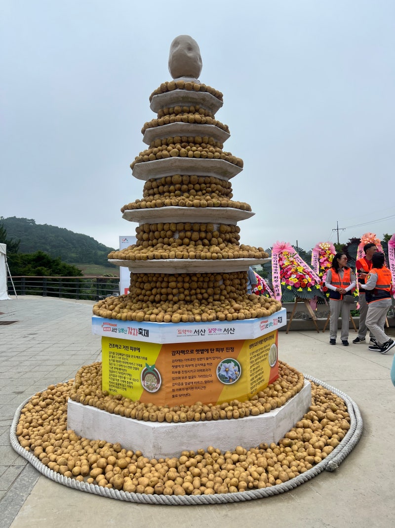 2026 서산 팔봉산감자축제 감자도 캐고 먹거리까지 즐기고 온날