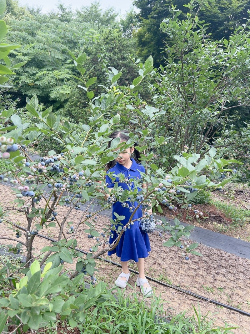 남양주 아이랑 가볼만한 곳 주연팜 블루베리 농장체험