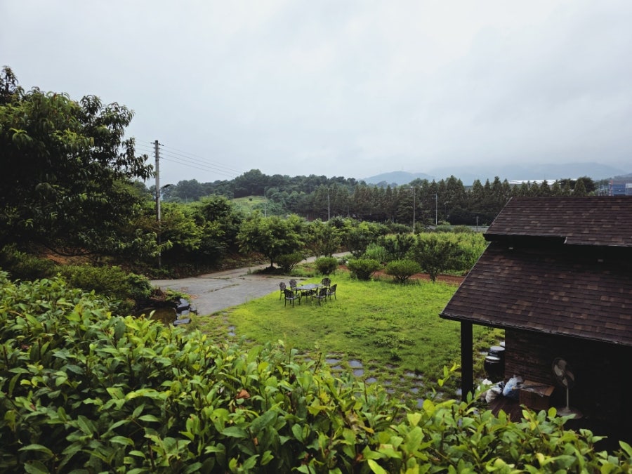 삼채가 사진 2