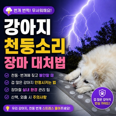 강아지 천둥 소리에 놀라 짖을 때, 겁 많은 강아지 번개 번쩍 무서워할 때 장마 대처법