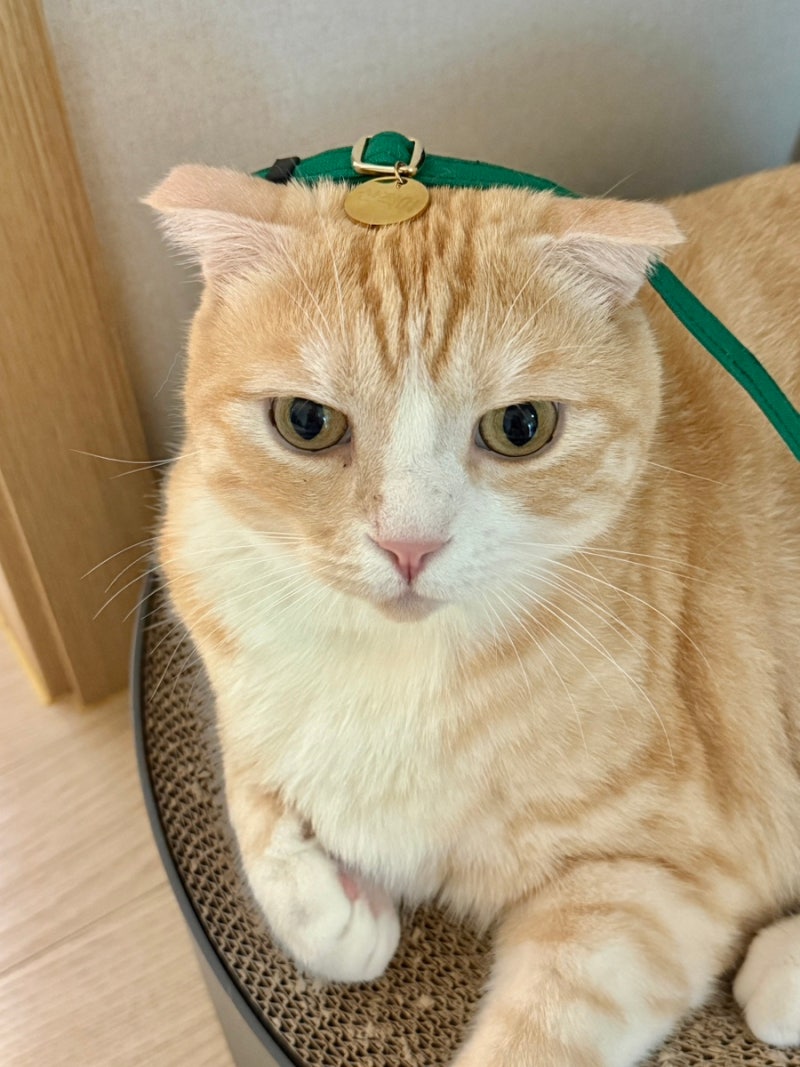 고양이 목줄 하네스 차이, 외출이나 산책할 때 선택 기준