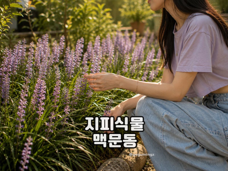지피식물 맥문동 모종 심기와 맥문동꽃 개화시기
