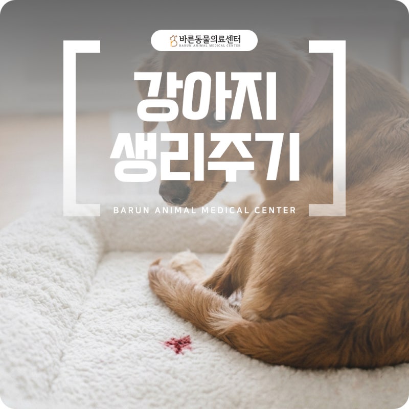 강아지 생리주기 갑자기 짧아졌다면 확인해야 할 것