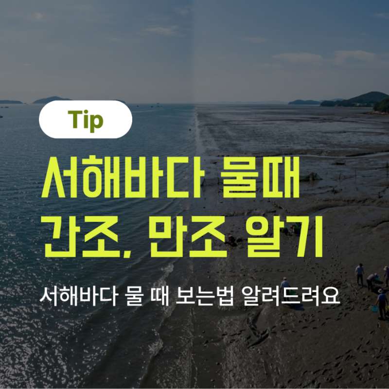 [서해여행] 서해안 간조 만조 차이와 물때표 보는 법! 조개캐기 해루질 필수 체크