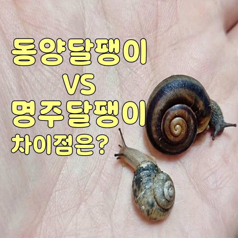 동양달팽이 명주달팽이 차이점 서식지 사육 시 주의할점