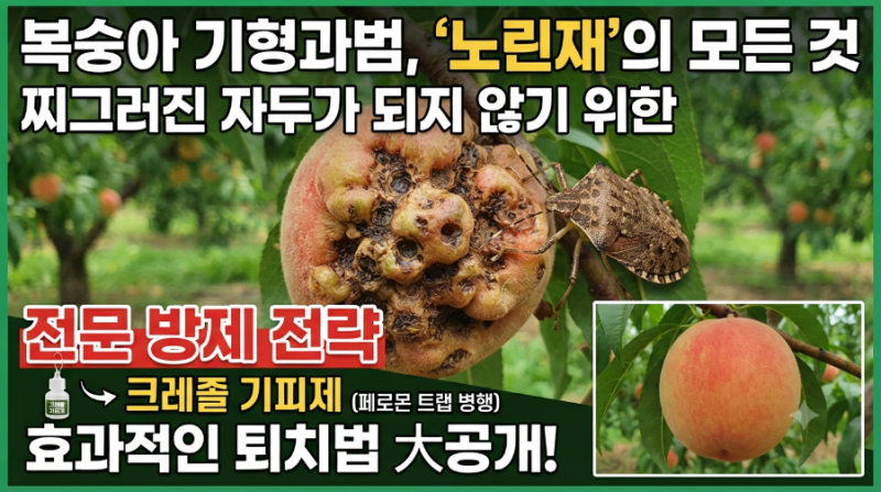 복숭아 기형과범, '노린재'의 모든 것: 찌그러진 자두가 되지 않기 위한 전문 방제 전략 (feat. ....