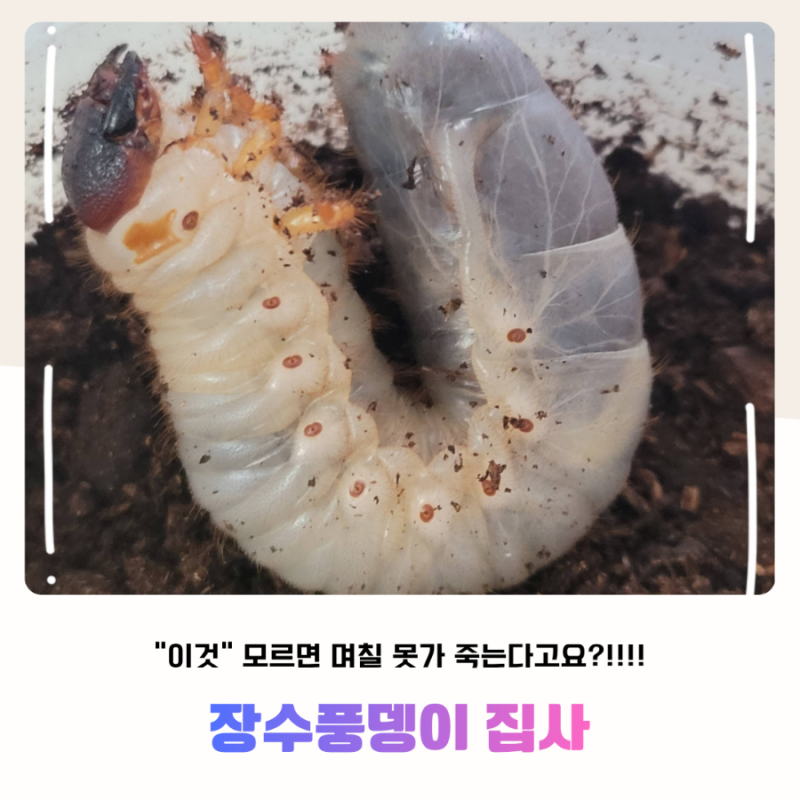 톱밥 갈아주려다 기절할 뻔 갑자기 장수풍뎅이 집사 된 썰 (feat. "이것" 모르면 며칠 못가 죽....