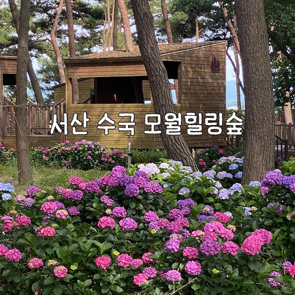 모월힐링숲 사진 1