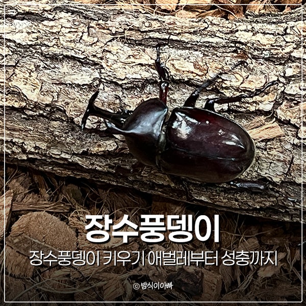 장수풍뎅이 키우기 애벌레부터 성충 얼마나 걸릴까, 먹이와 젤리 번데기방 준비