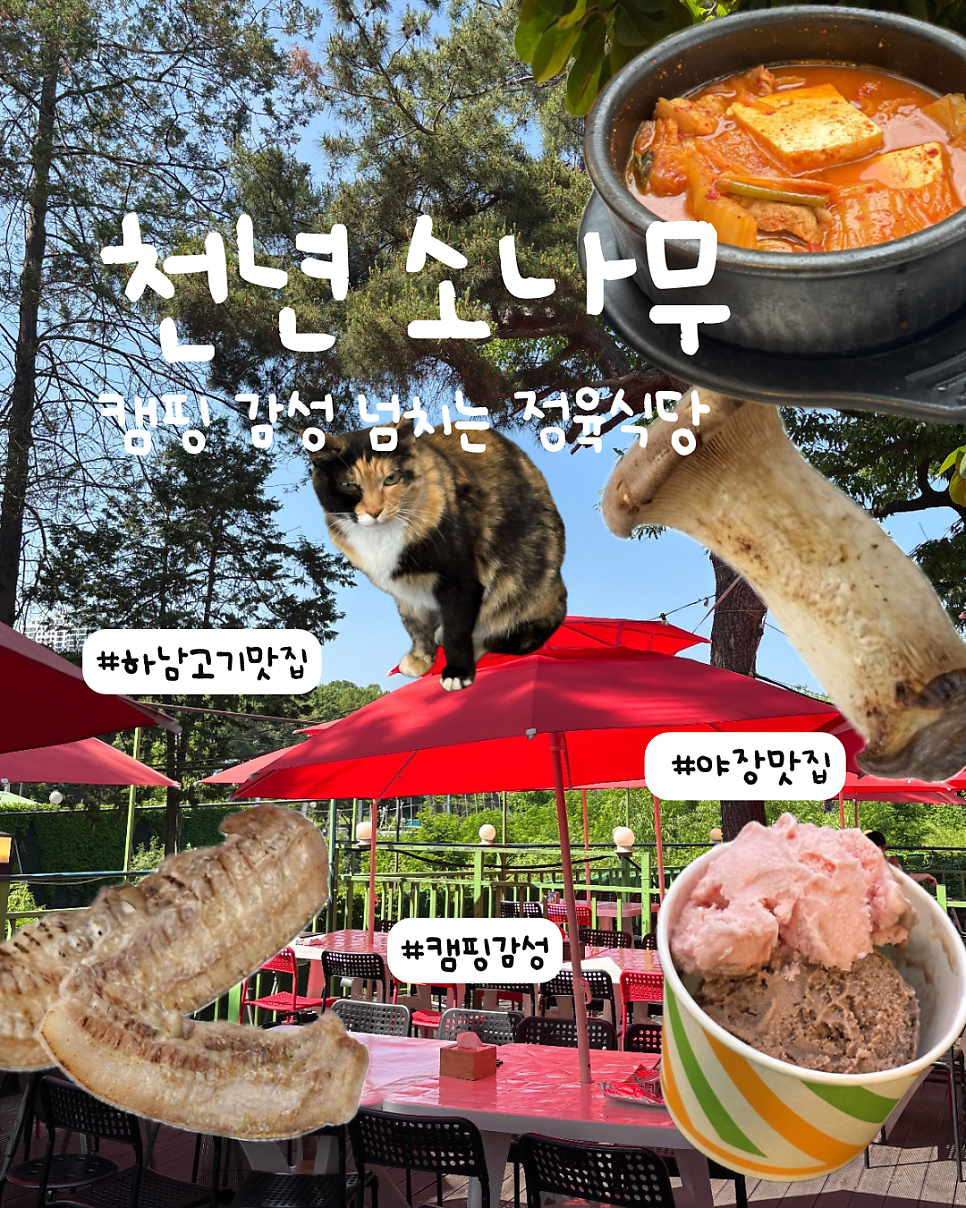 천년소나무 사진 1