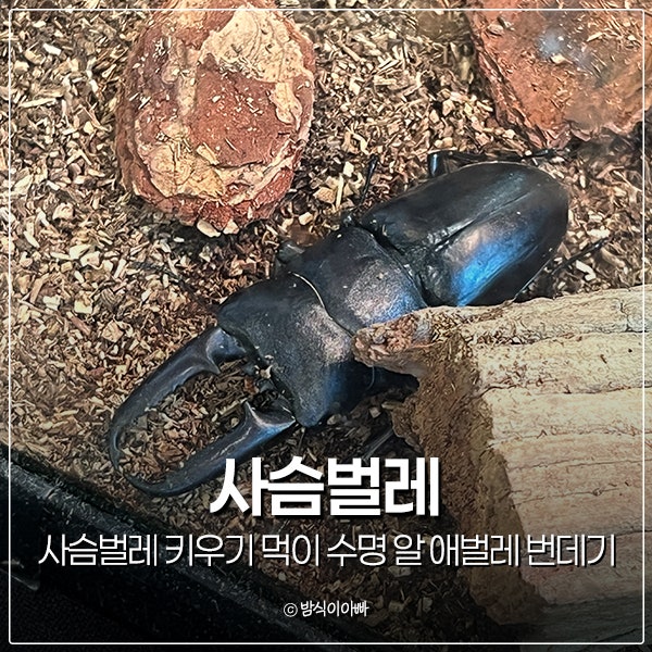 사슴벌레 키우기 먹이와 수명 알부터 애벌레 번데기까지