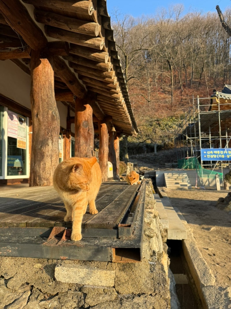 A Mysterious and Serene Rest: I Visited Myojeoksa Temple Stay