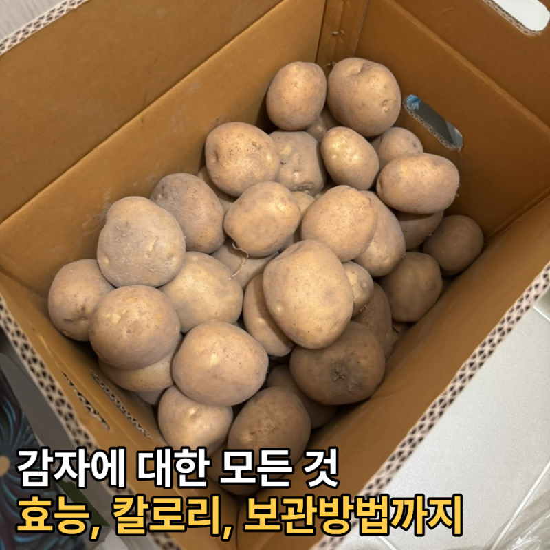 찐감자 칼로리, 효능, 냉장, 냉동 보관방법