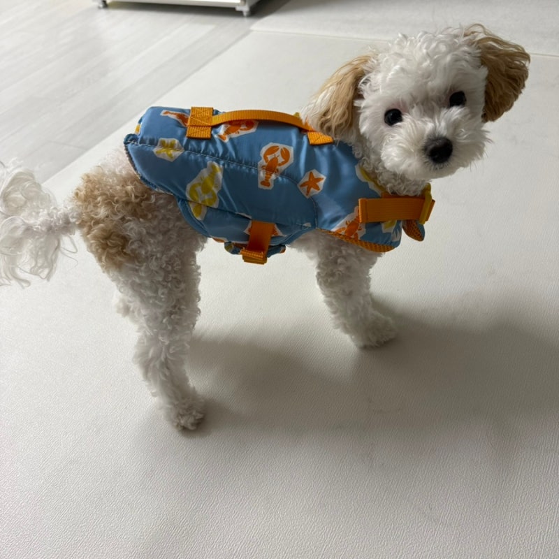 다이소 강아지 구명조끼!