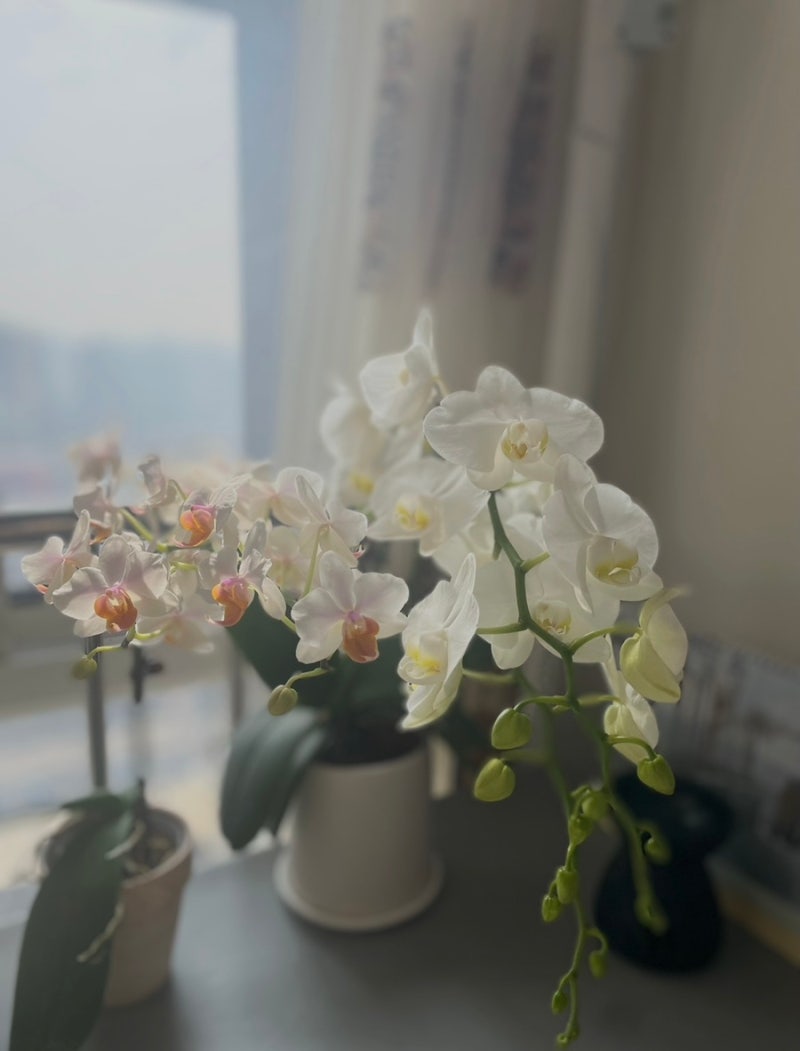 호접란 꽃이 진 후 관리법, 다시 꽃 피우는 방법