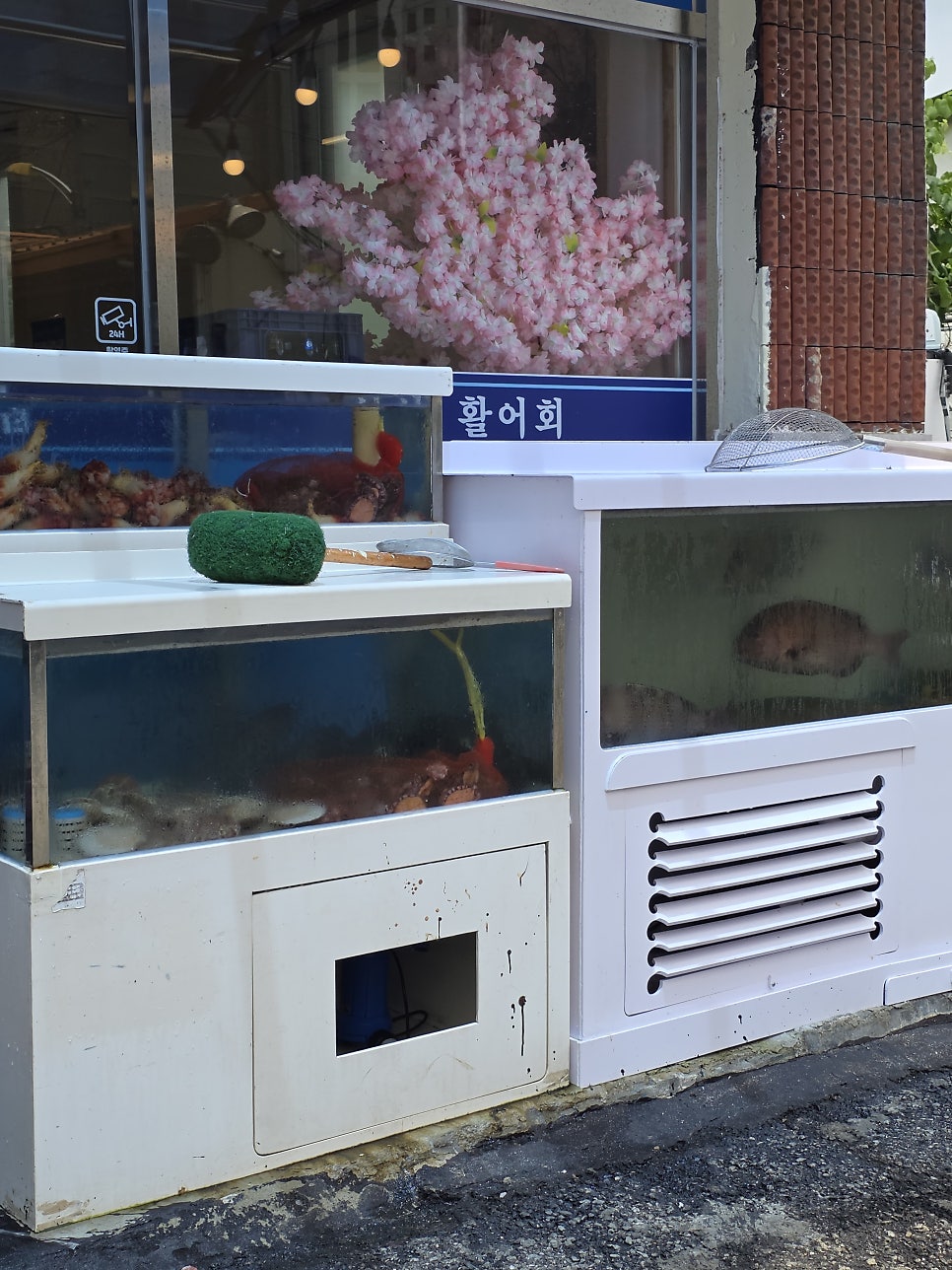 떳다횟집 사진 4