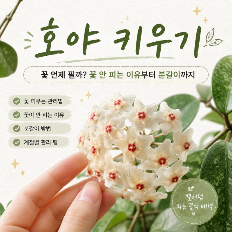 호야 키우기 꽃 언제 필까? 꽃 안 피는 이유부터 분갈이까지