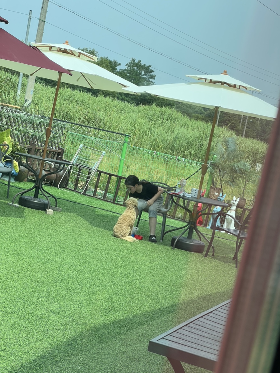 폴짝애견놀이터 사진 3
